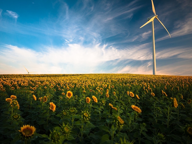 A single wind turbine among a field of sunflowers